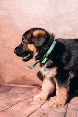 German shepherd kennel, a young thoroughbred dog. Beautiful little black and red German shepherd puppy on a light background with a green ribbon collar.