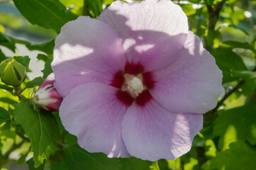 Obraz premium 薄ピンクのムクゲの花