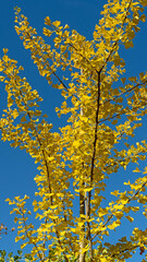 Ginkgobaum im Herbst