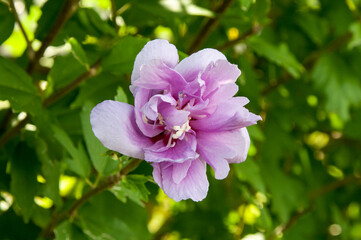 紫色の八重のﾑｸｹﾞの花