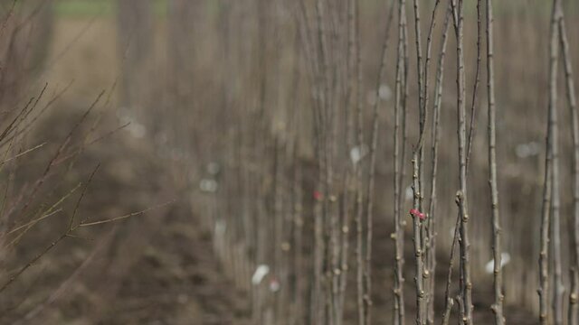 .Young trees being planted