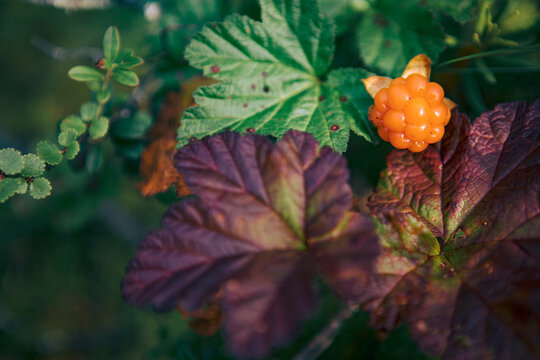 Cloudberries 