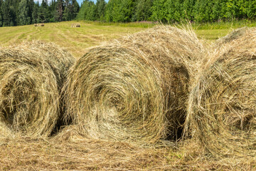 harvest of dry grass, hay, food for Pets, rolled up in a field, meadow on the background of a beautiful blue sky with clouds