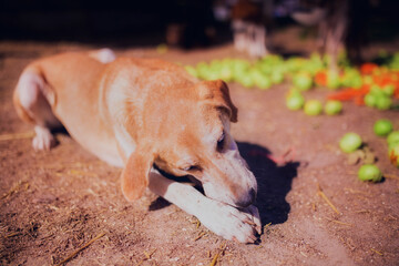 Beagle dog eating apples on a walk in August, portrait of a beagle dog