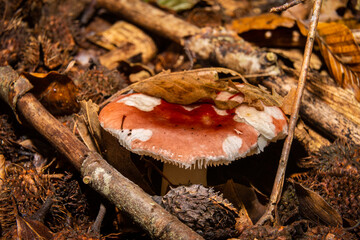 A closeup picture of a fungus in a forest. Green moss in the background. Picture from Bokskogen, Malmo, southern Sweden