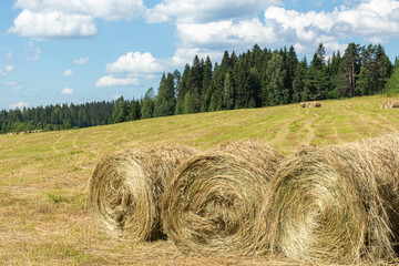 harvest of dry grass, hay, food for Pets, rolled up in a field, meadow on the background of a beautiful blue sky with clouds