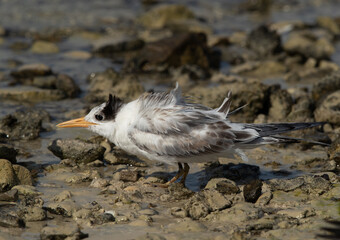 Juvenile Greater Crested Tern at  Busaiteen coast of Bahrain