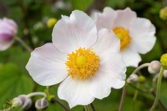 Close up of white windflower, Anemone 'Wild Swan'. Bright yellow centre with pale pink tinged petals. Focus on foreground bloom. Blurred background.