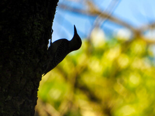 Silhouette of a Red-Bellied Woodpecker Bird Climbing Side of Silhouette of a Tree Trunk with Green and Yellow Foliage Blurred in Background
