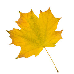 Maple autumn leaf isolated on white background