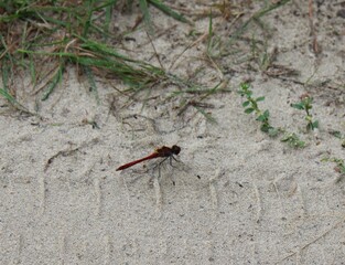 dragonfly on the ground