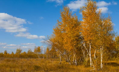 Fototapeta premium birch tree forest glade, bright autumn day scene