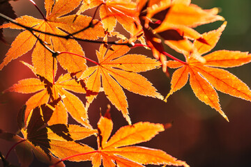 Maple tree in autumn beautiful naturally in the day.