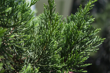 Natural pine green leaves pattern texture background.