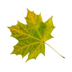 Maple autumn leaf isolated on white background