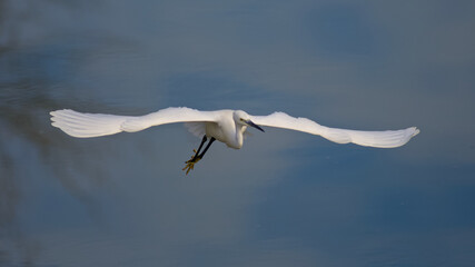 oiseau, egret, aigrette garzette, aigrette, vol, vol d'oiseau, bird flying, white bird, mer, animal, nature, blanc, oiseau, liberté, ailes, faune, camargue, ailes, sauvage
