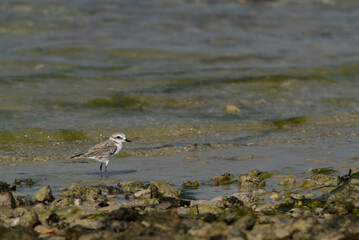 Greater sand plover at Busaiteen coast of Bahrain