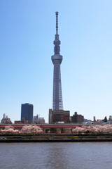 Obraz premium 隅田公園からの桜と東京スカイツリー