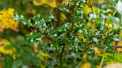 Holly in the ancient woodland, Christmas time, holiday season