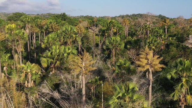 Palm tree forest at G Land beach in east Java Indonesia, Aerial pan left reveal shot