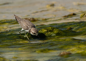 Greater sand plover feeding at Busaiteen coast of Bahrain