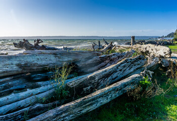 Fototapeta na wymiar Driftwood Logs On Stormy Day