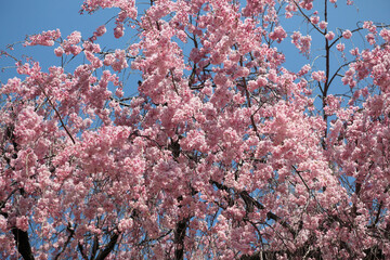 桜満開
