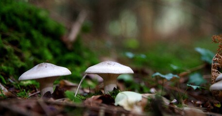 Champignons forêt