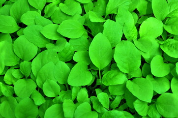 Naklejka na ściany i meble close up of fresh tropical green leaf for background