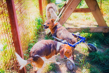 Happy dog ​​in wheelchair walking in summer