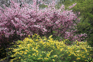 ヤマブキとカイドウの花