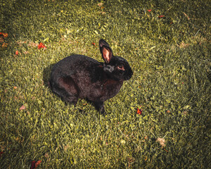 Królik © Piotr Gaborek 