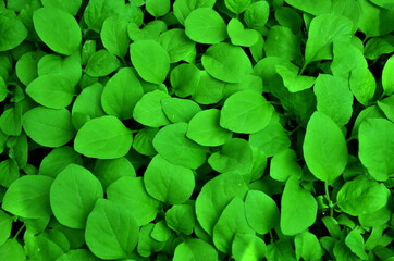 Naklejka na ściany i meble Green leaves pattern background, Natural background and wallpaper