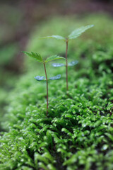 苔にケヤキの若芽