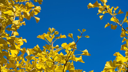 Ginkgobaum im Herbst