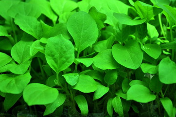 Fototapeta na wymiar close up of fresh tropical green leaf for background