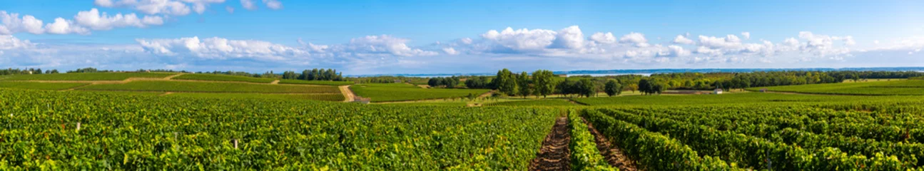 Foto op Canvas Medoc Vineyard, Medoc wine region, Nouvelle-Aquitaine, France © FreeProd