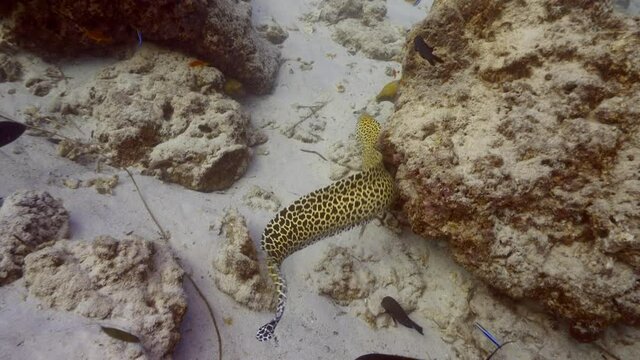 moray eel eating on the reef in maldives