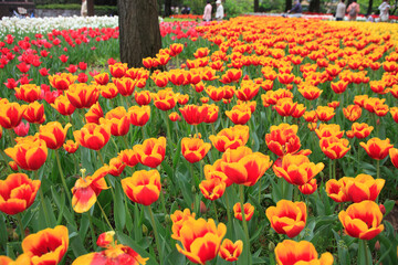 チューリップ