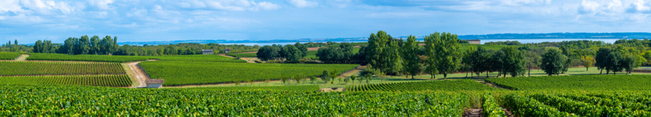 Fototapeta na wymiar Medoc Vineyard, Medoc wine region, Nouvelle-Aquitaine, France