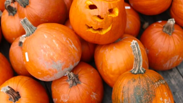 Camera movement on pumpkins in the autumn garden. In the middle is a carved lantern. A recognizable attribute of Halloween. Pumpkin carving tradition.