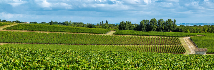 Medoc Vineyard, Medoc wine region, Nouvelle-Aquitaine, France