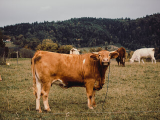 Krowa, Polska wieś, małopolska © Piotr Gaborek 