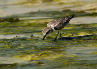 Greater sand plover feeding on green at Busaiteen coast of Bahrain