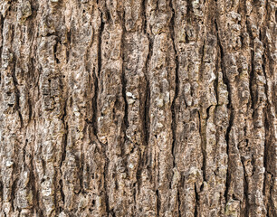 Texture of tree bark background