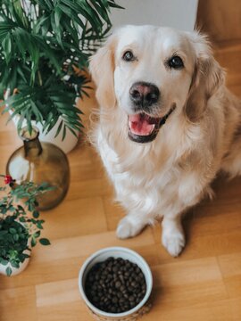 Perro golden retriever sonriente con comida
