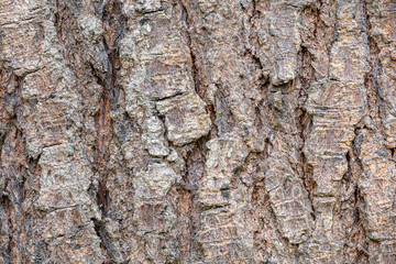 Texture of tree bark background
