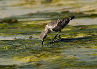 Greater sand plover feeding at Busaiteen coast of Bahrain