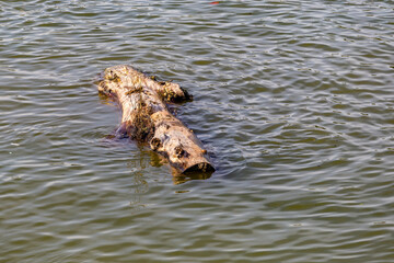Log floats on the river
