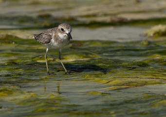Greater sand plover on green at Busaiteen coast of Bahrain